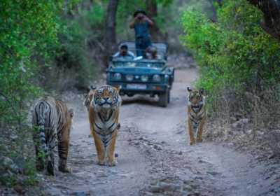 Rajasthan Wildlife Tour Package (5 Nights / 6 Days)