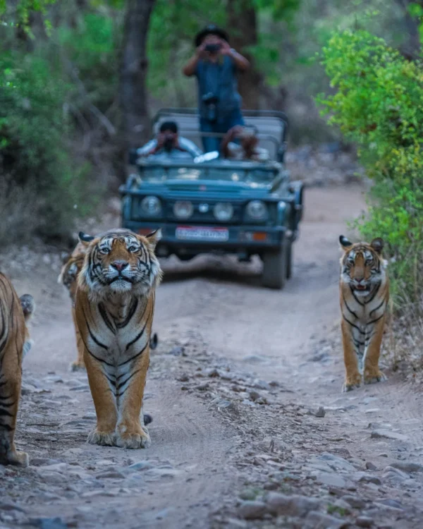 Rajasthan Wildlife Tour Package (5 Nights / 6 Days)