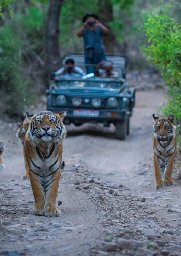 Rajasthan Wildlife Tour Package (5 Nights / 6 Days)